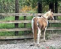 and-ranch-single-footing-horse