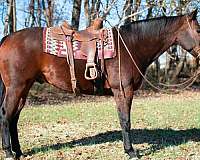 quarter-horse