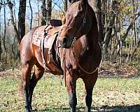 ranch-work-quarter-horse