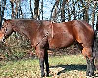 beginner-safe-quarter-horse