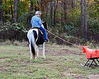 ranch-work-quarter-pony