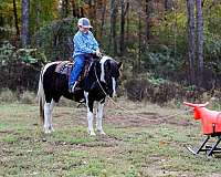 all-around-quarter-pony