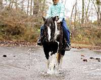 ranch-quarter-pony