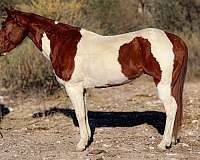 quarter-horse