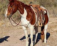 beginner-safe-quarter-horse