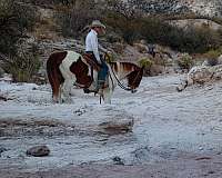 paint-quarter-horse