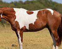 all-around-paint-horse