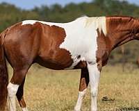 all-paint-horse