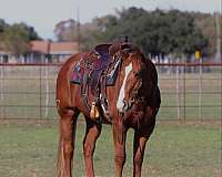 chestnut-blaze-horse