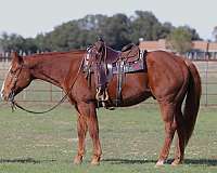 ranch-work-quarter-horse