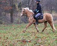 welch-cob-gelding