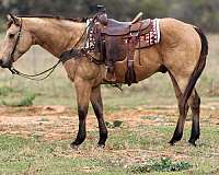 buckskin-none-horse