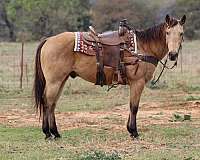 quarter-horse