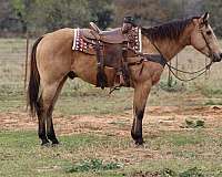 ranch-work-quarter-horse