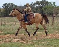 trail-quarter-horse