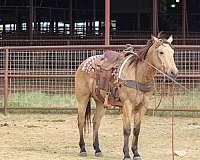 beginner-quarter-horse