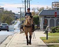 husband-safe-quarter-horse