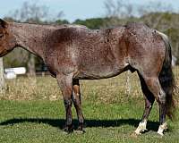 ranch-work-quarter-horse