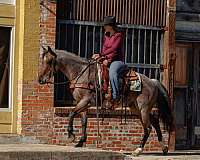 family-horse-quarter