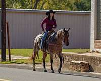 trail-quarter-horse