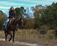 husband-safe-quarter-horse