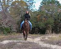 ranch-quarter-horse