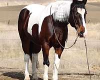 athletic-quarter-horse