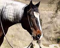 family-horse-quarter