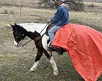 ranch-quarter-horse