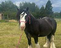 gypsy-vanner-mare