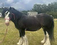 big-beautiful-gypsy-vanner-horse