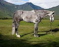 ranch-quarter-horse