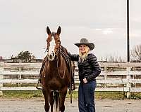 calf-roping-quarter-horse