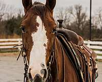 ranch-quarter-horse