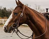 ranch-work-quarter-horse