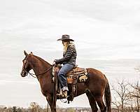 reining-quarter-horse