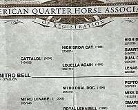 ridden-western-quarter-horse