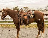 barrel-racing-quarter-horse