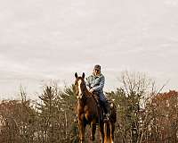 calf-roping-quarter-horse