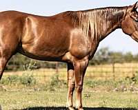 cutting-prospect-quarter-horse