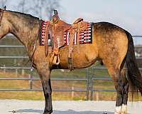 athletic-draft-horse