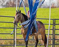 trail-draft-horse