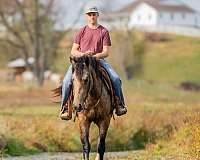 buckskin-draft-gelding