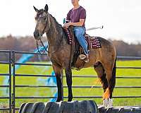 western-riding-draft-horse