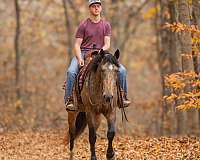 buckskin-all-around-horse