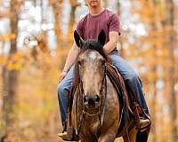 buckskin-athletic-horse