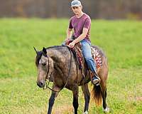 buckskin-trail-horse