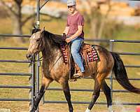 buckskin-trail-riding-horse