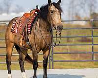 buckskin-western-riding-horse