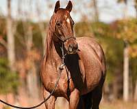 broodmare-peptoboonsmal-quarter-horse